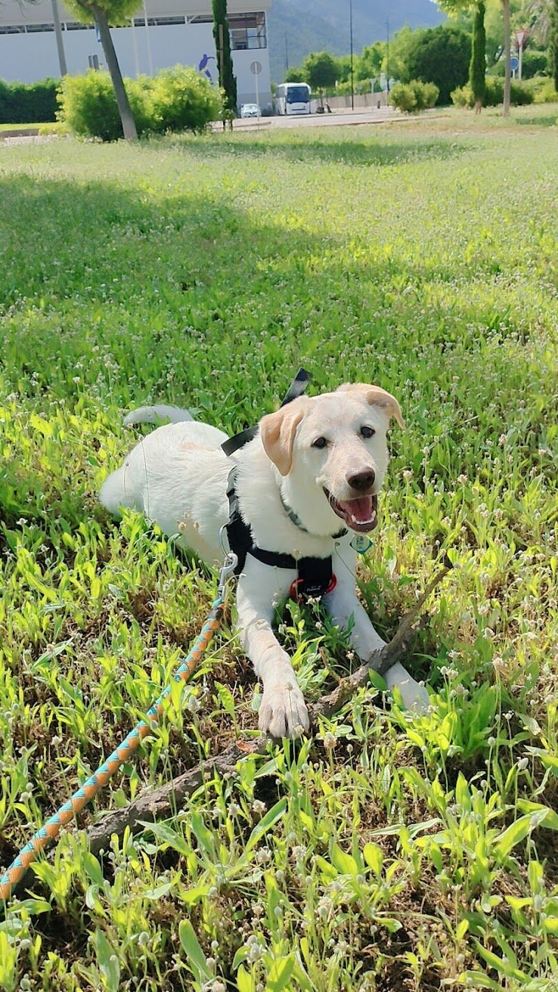 Imagen de Adiestrador de Perros, Educador Canino Montxo