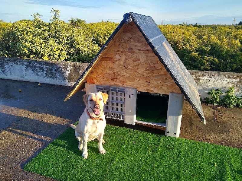 Imagen de Adiestrador de Perros, Educador Canino Montxo