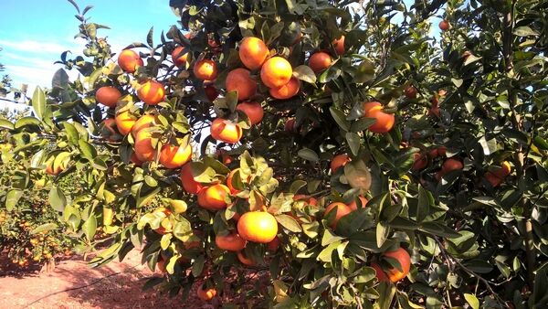 Imagen de Naranjas Orbe