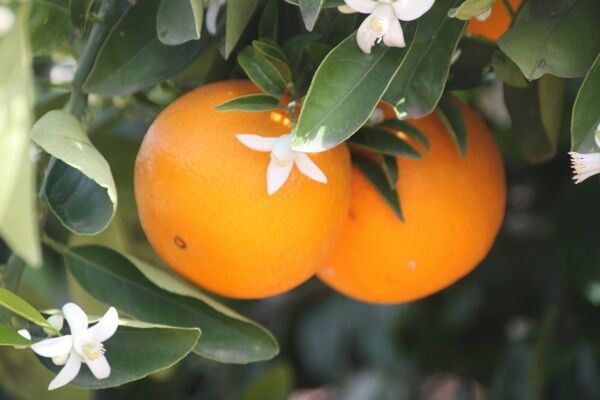 Imagen de Naranjas Orbe