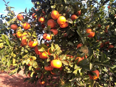 Imagen de Naranjas Orbe