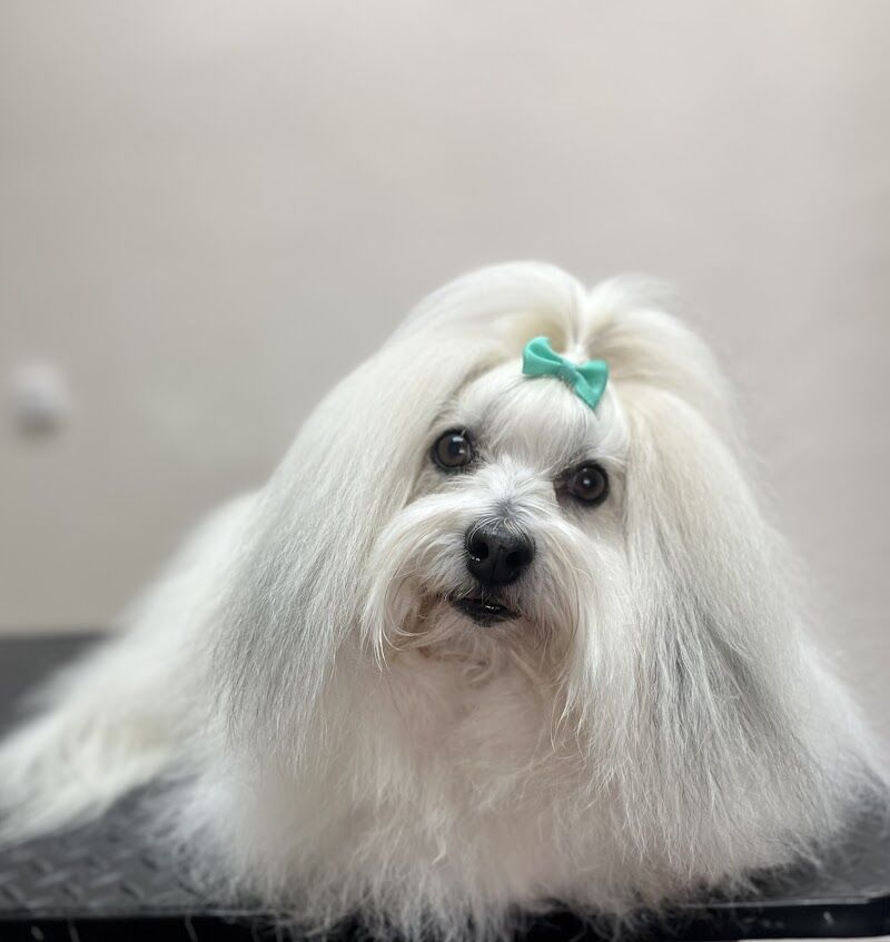 Imagen de Perruquería Guapets