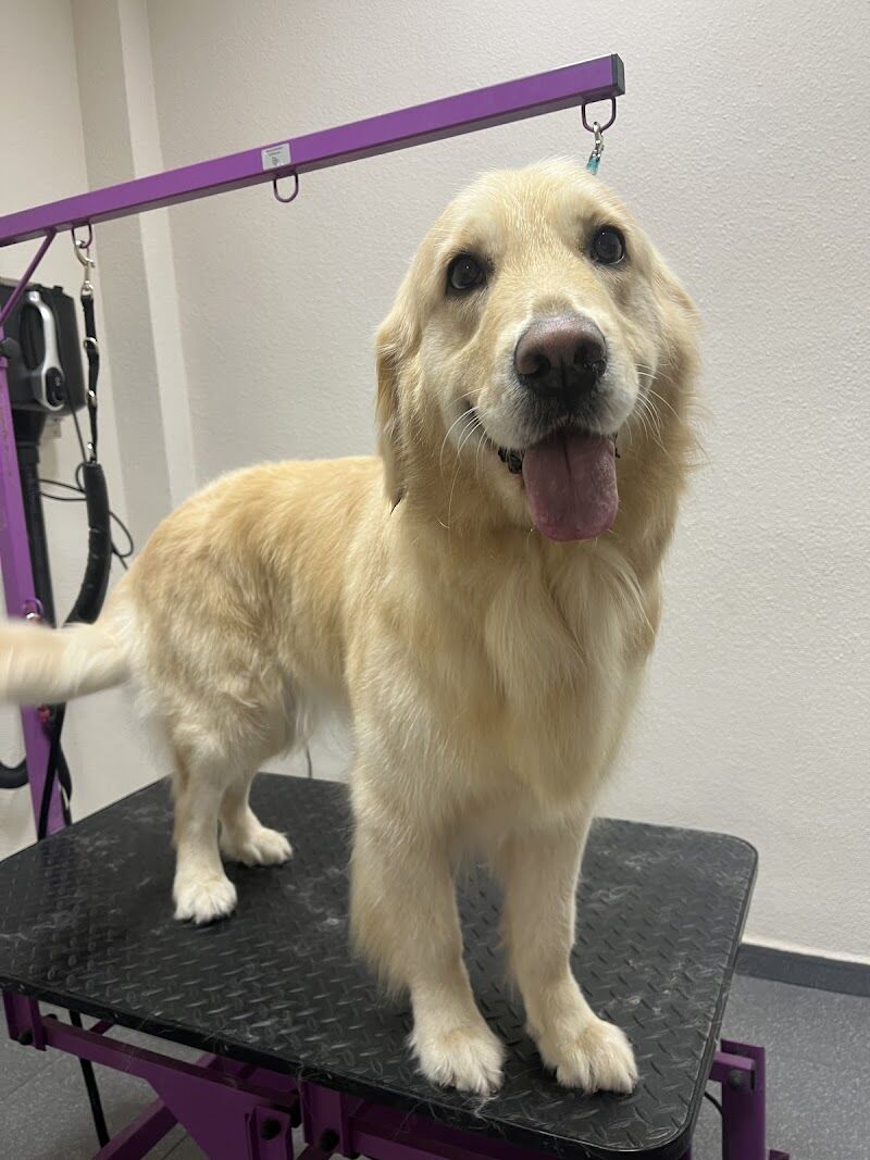 Imagen de Perruquería Guapets