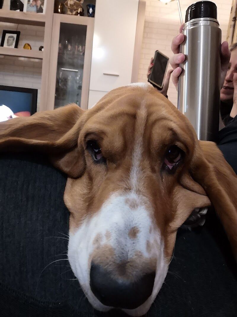 Imagen de negocio en Veterinaria en Onda