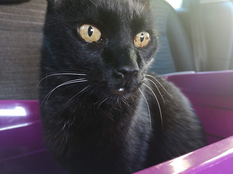 Imagen de Clínica Veterinaria Sud Oest