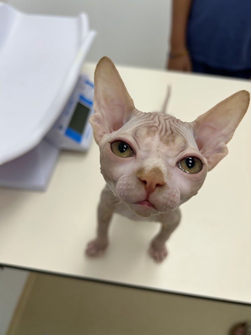 Imagen de Clínica Veterinaria Almenara