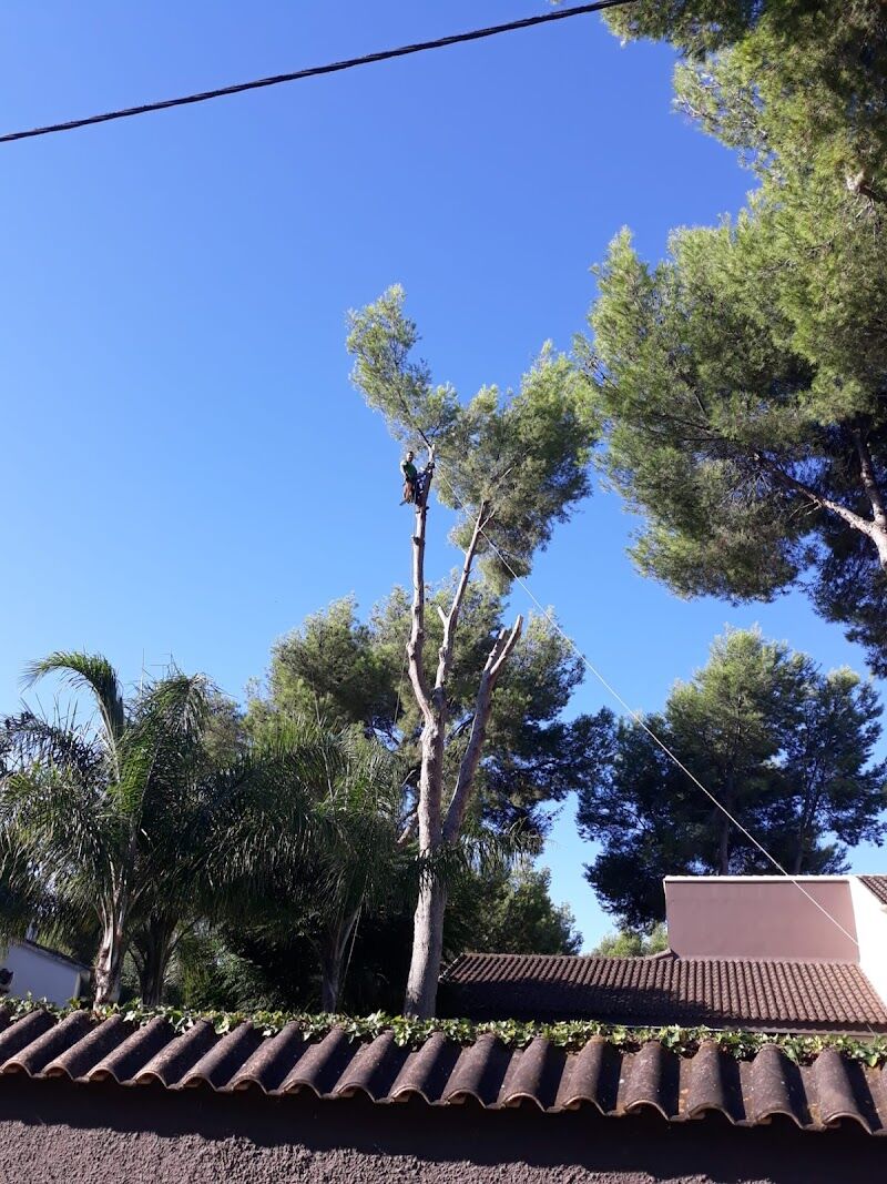 Imagen de negocio en Paisajismo en Provincia de Castellón