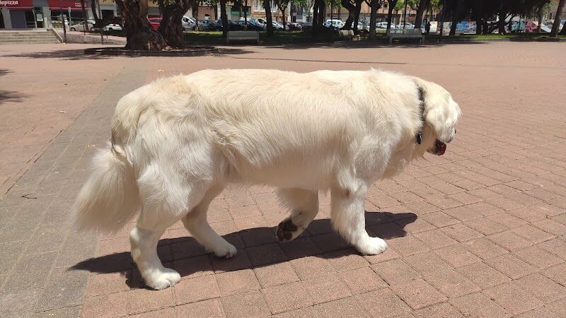 Imagen de La Huella de Adi