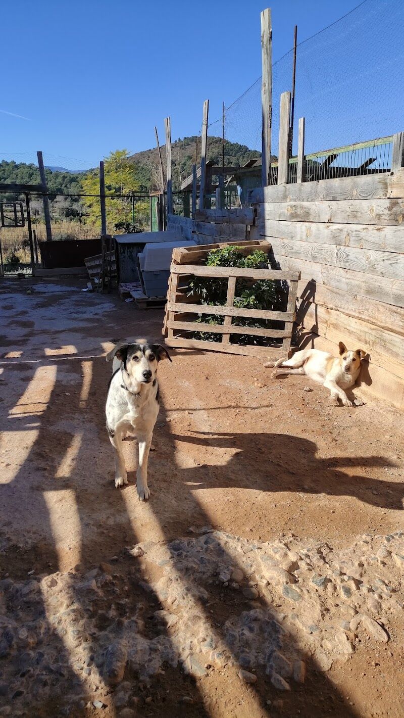 Imagen de negocio en Refugio de animales en Estivella