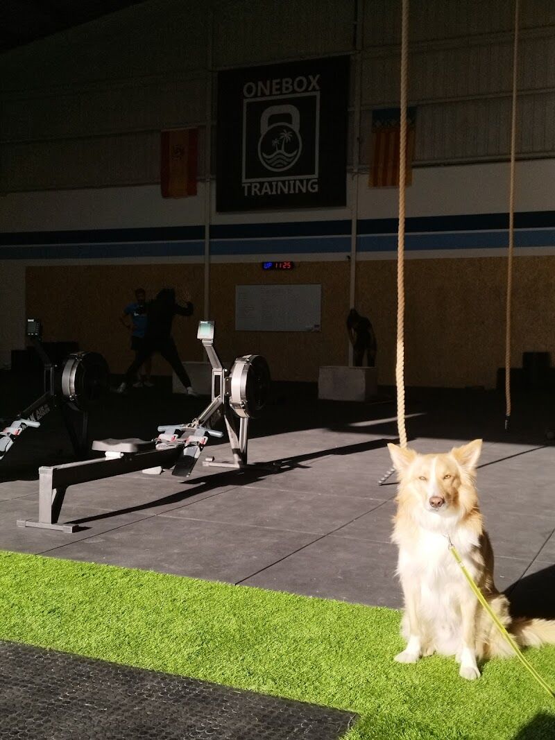 Imagen de Onebox Training 2.0