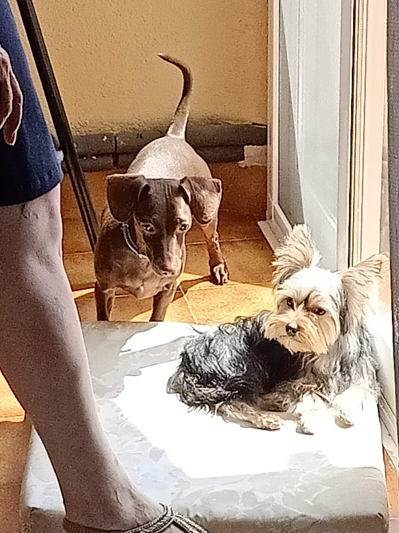 Imagen de Centro Veterinario Metge de Mascotes