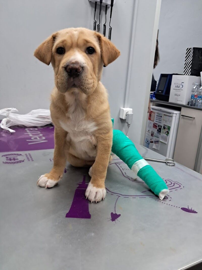 Imagen de Centro Veterinario Metge de Mascotes