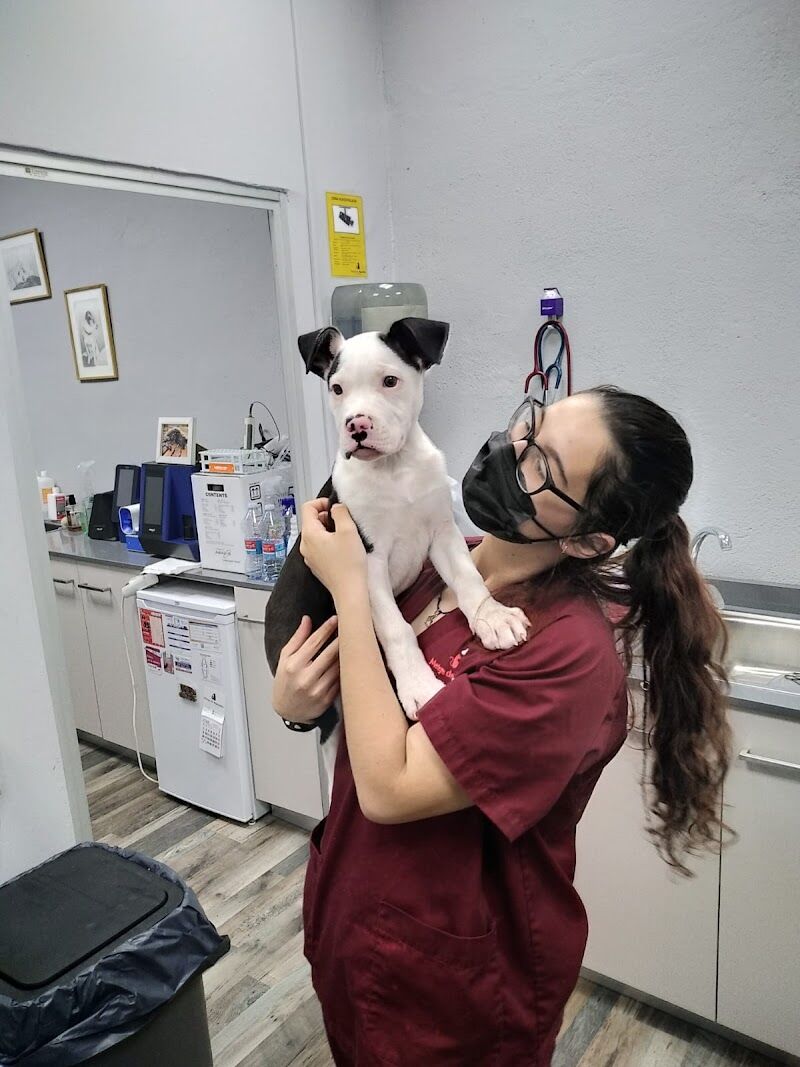 Imagen de Centro Veterinario Metge de Mascotes