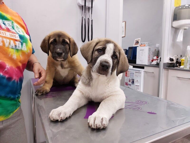 Imagen de Centro Veterinario Metge de Mascotes