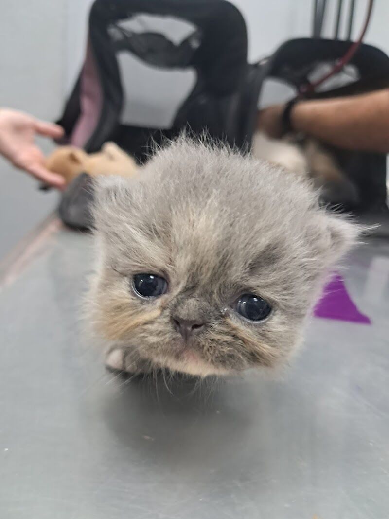 Imagen de Centro Veterinario Metge de Mascotes