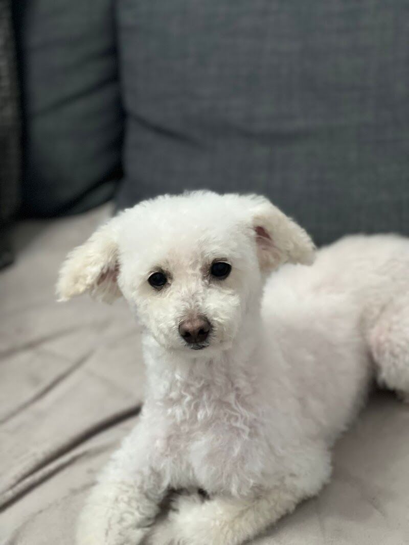 Imagen de Clinica Veterinária Canet