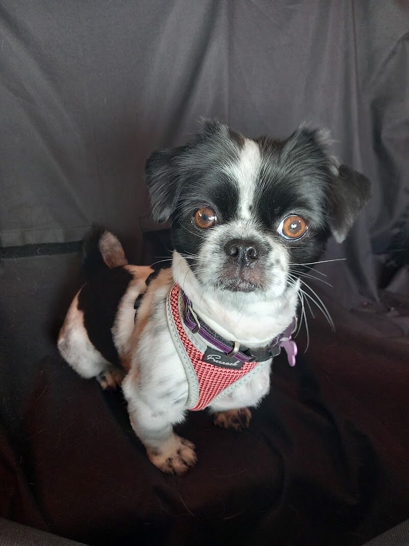 Imagen de Clinica Veterinária Canet