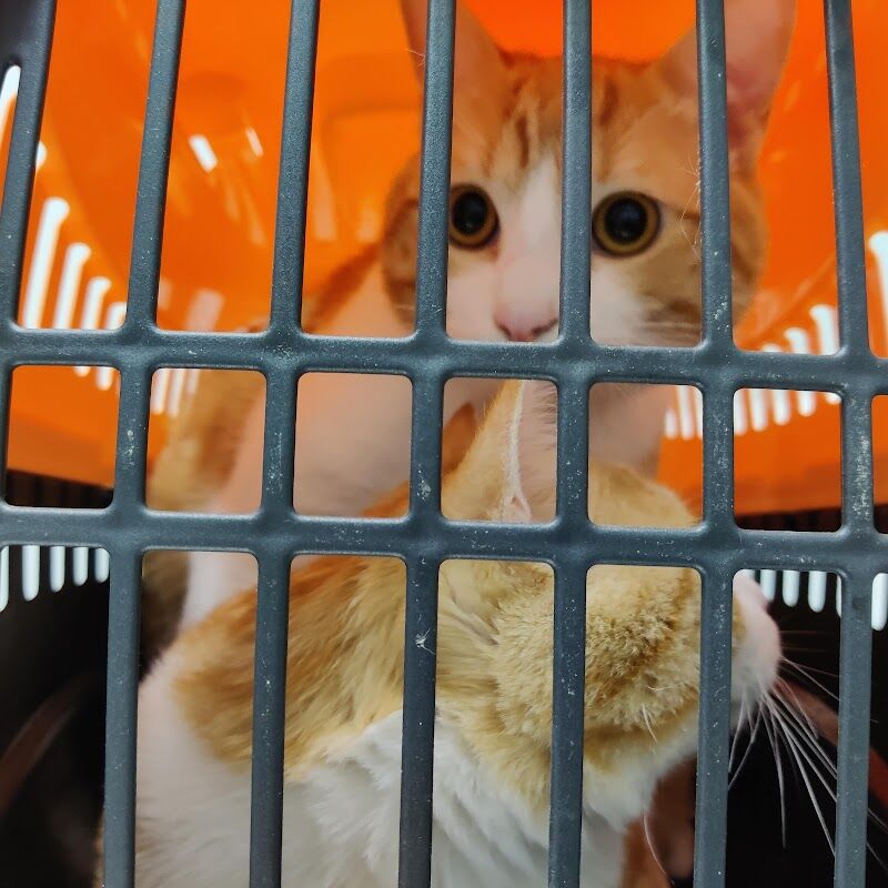 Imagen de Clinica Veterinária Canet