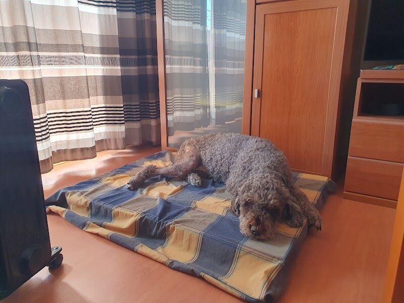 Imagen de Clinica Veterinária Canet