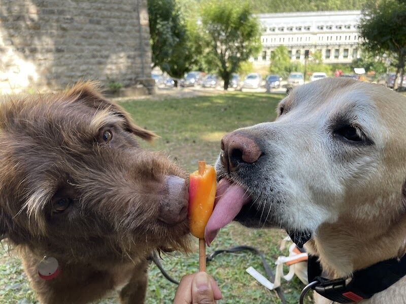Imagen de Canicat Centro Veterinario
