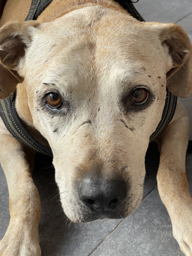 Imagen de Canicat Centro Veterinario