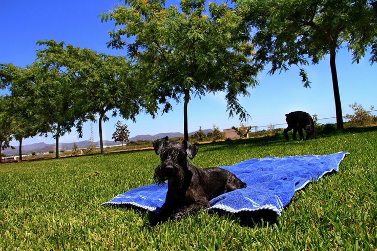 Imagen de negocio en Guardería para mascotas en Provincia de Valencia
