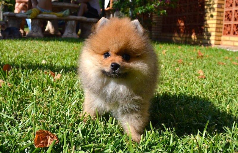 Imagen de Colita | Tienda de Animales