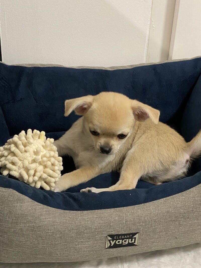 Imagen de Colita | Tienda de Animales