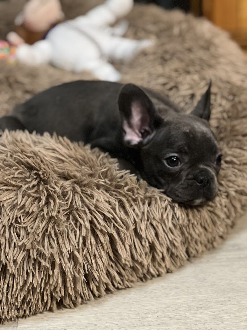 Imagen de Colita | Tienda de Animales