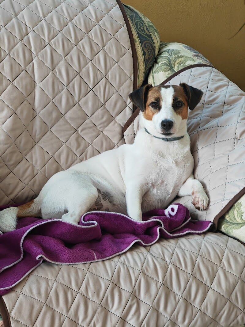 Imagen de Colita | Tienda de Animales