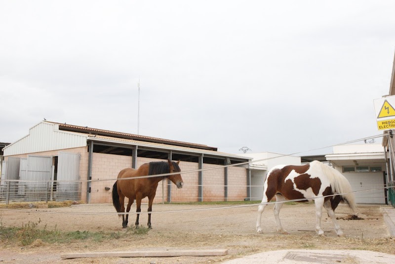 Imagen de Granja Docente y de Investigación Veterinaria Ceu Uch
