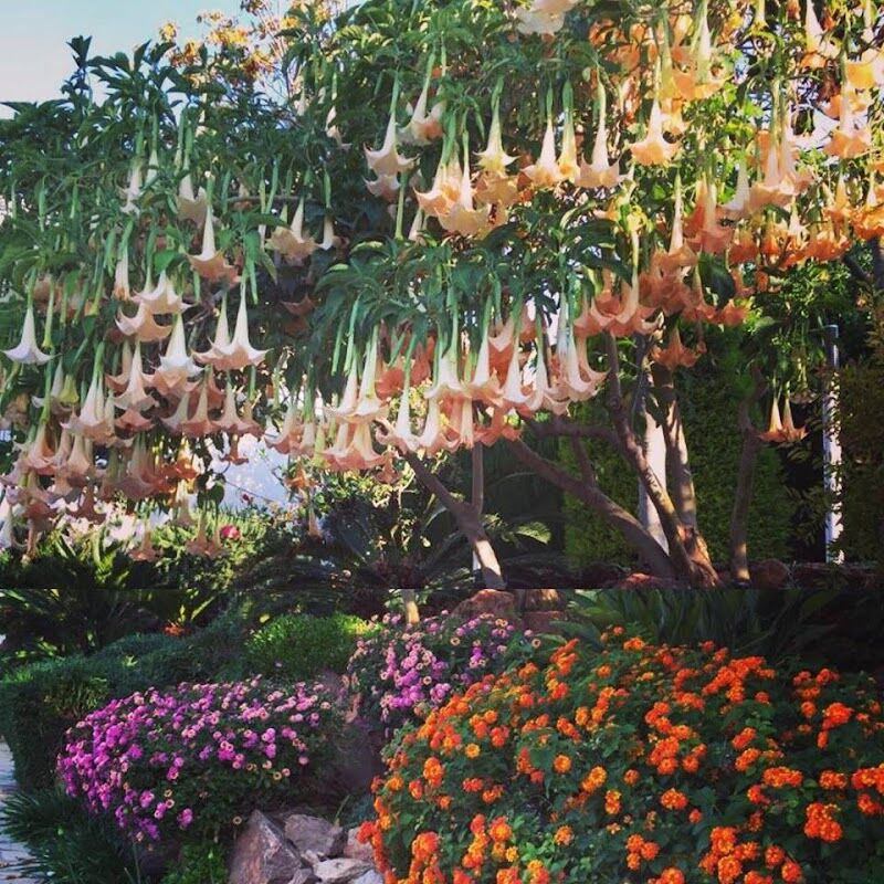 Imagen de Greenverd Jardinería