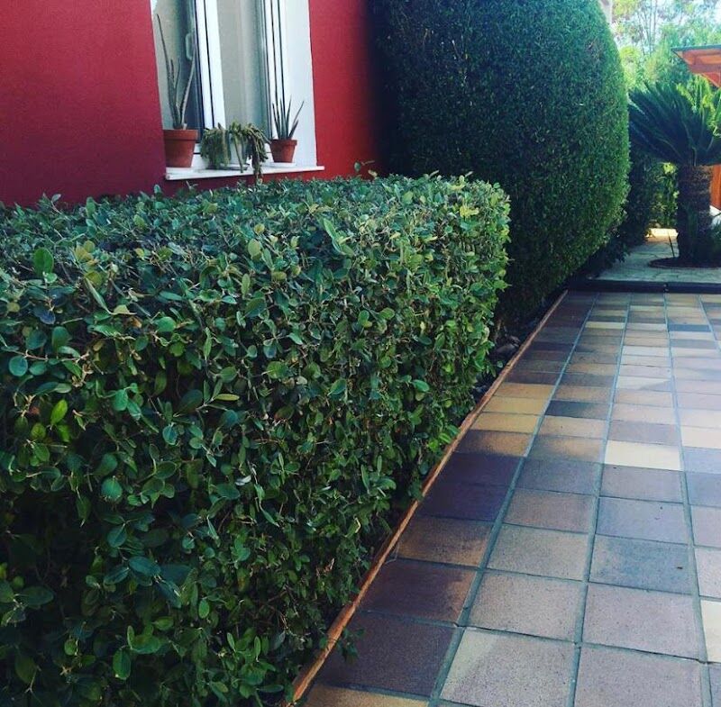 Imagen de Greenverd Jardinería
