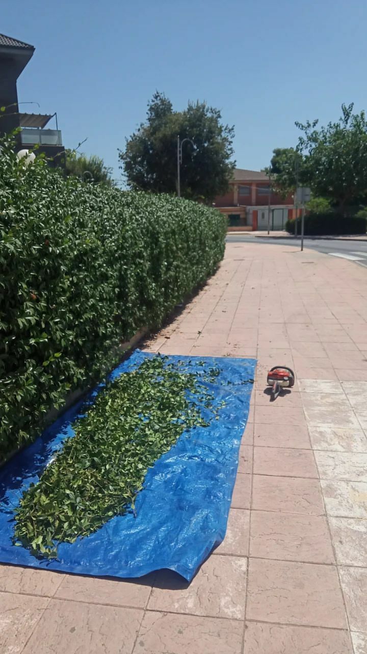 Imagen de Podas Patilla Valencia