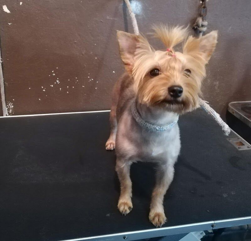 Imagen de negocio en Peluquería canina y felina en Nules