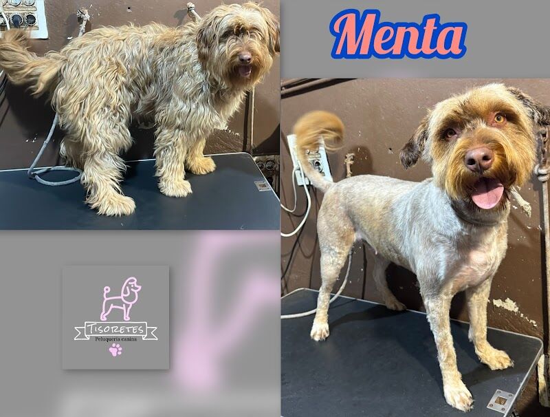 Imagen de negocio en Peluquería canina y felina en Nules