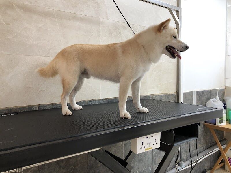 Imagen de negocio en Estética animal en El Grau de Moncofa