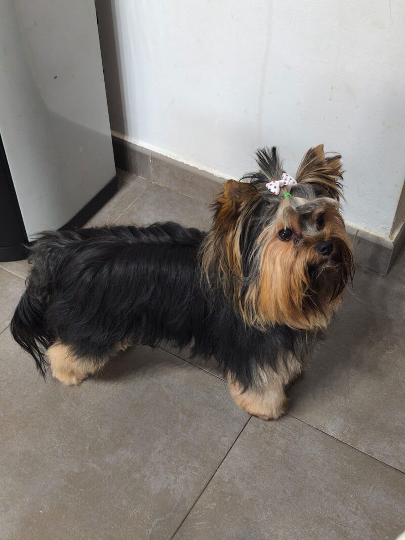Imagen de negocio en Peluquería canina y felina en Xilxes