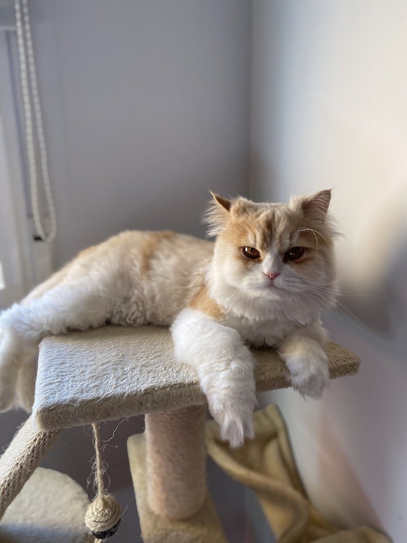 Imagen de Hospital Veterinario San Bernardo