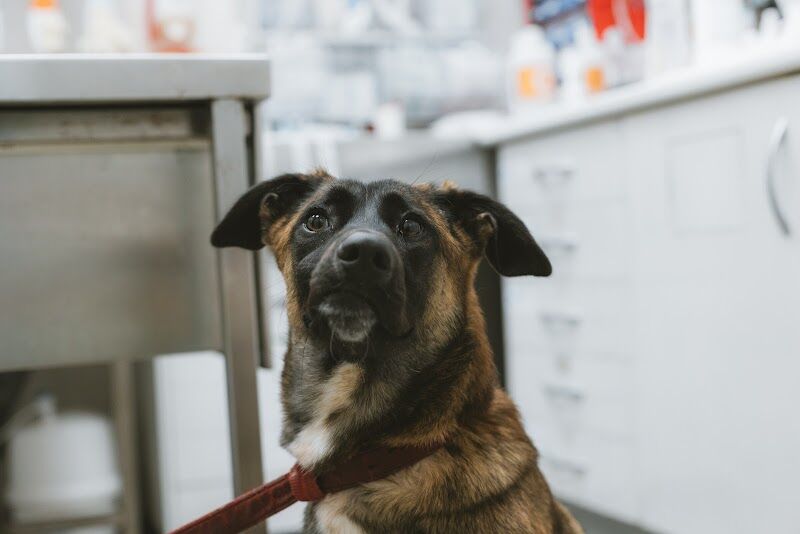 Imagen de negocio en Clínica veterinaria en Port de Sagunt