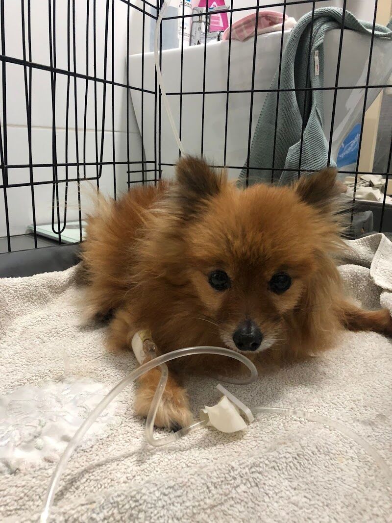Imagen de negocio en Clínica veterinaria en Gilet