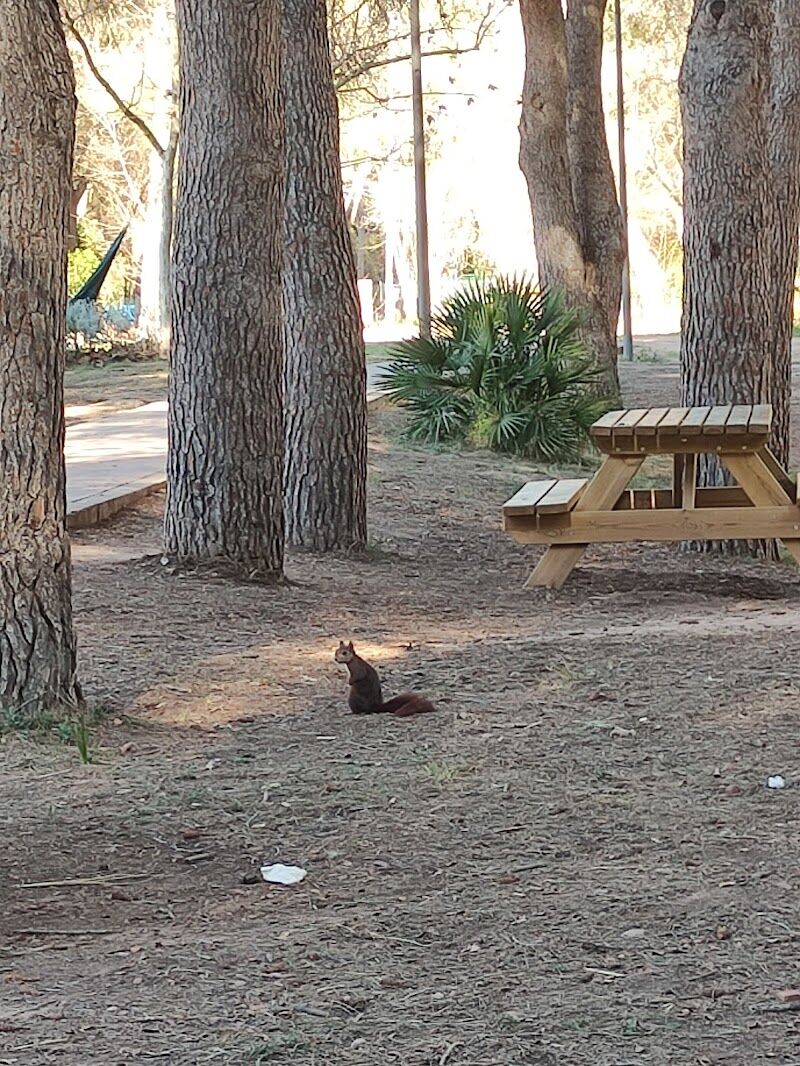 Imagen de Pumptrack Park Gilet