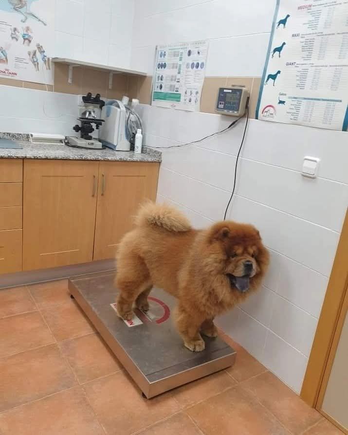 Imagen de negocio en Clínica veterinaria en Puzol