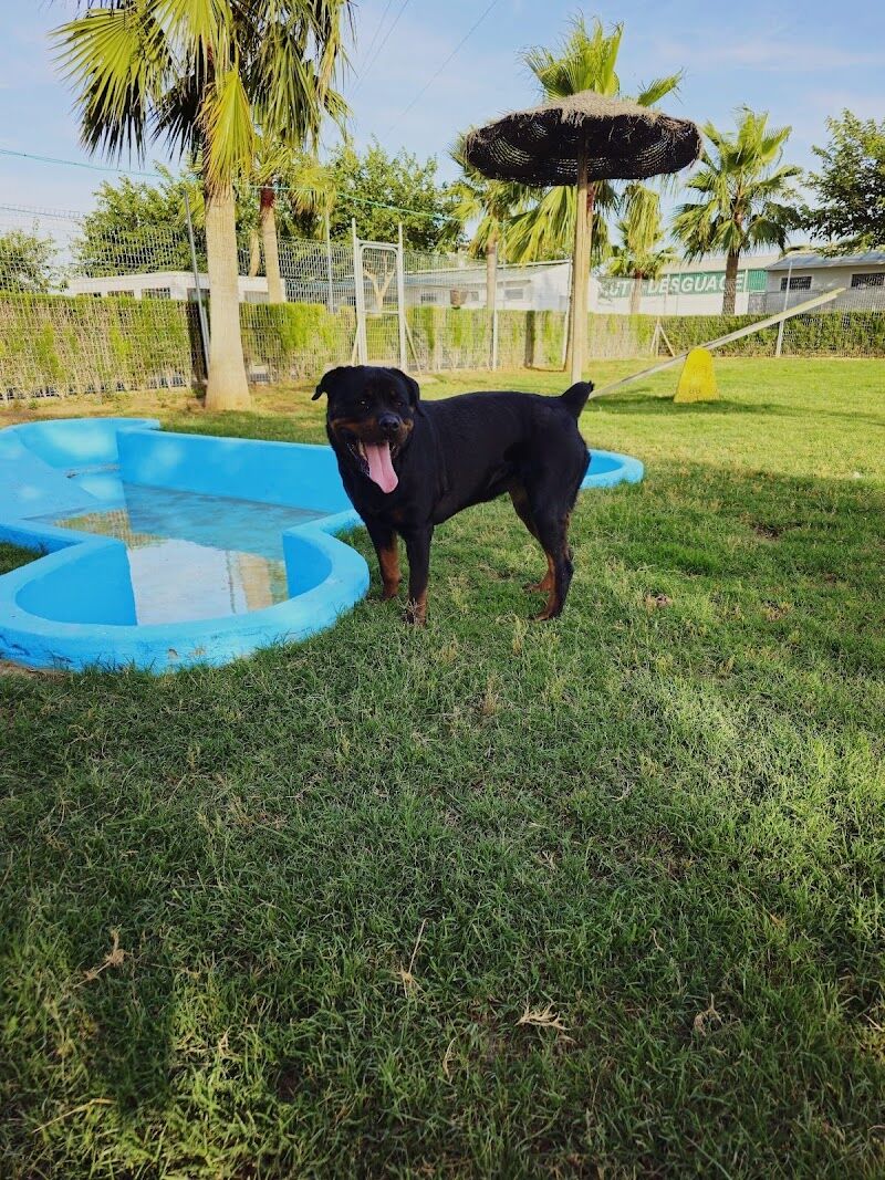Imagen de Residencia Canina Mascotas Nazarenas