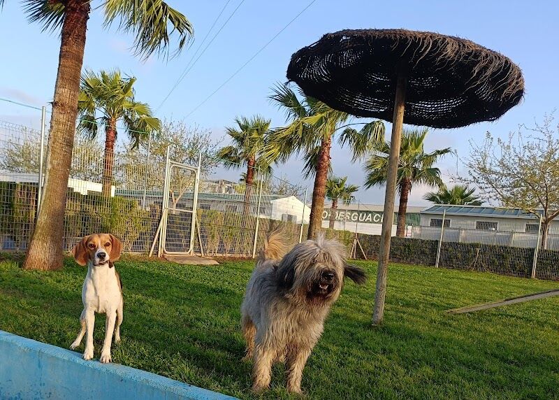 Imagen de Residencia Canina Mascotas Nazarenas