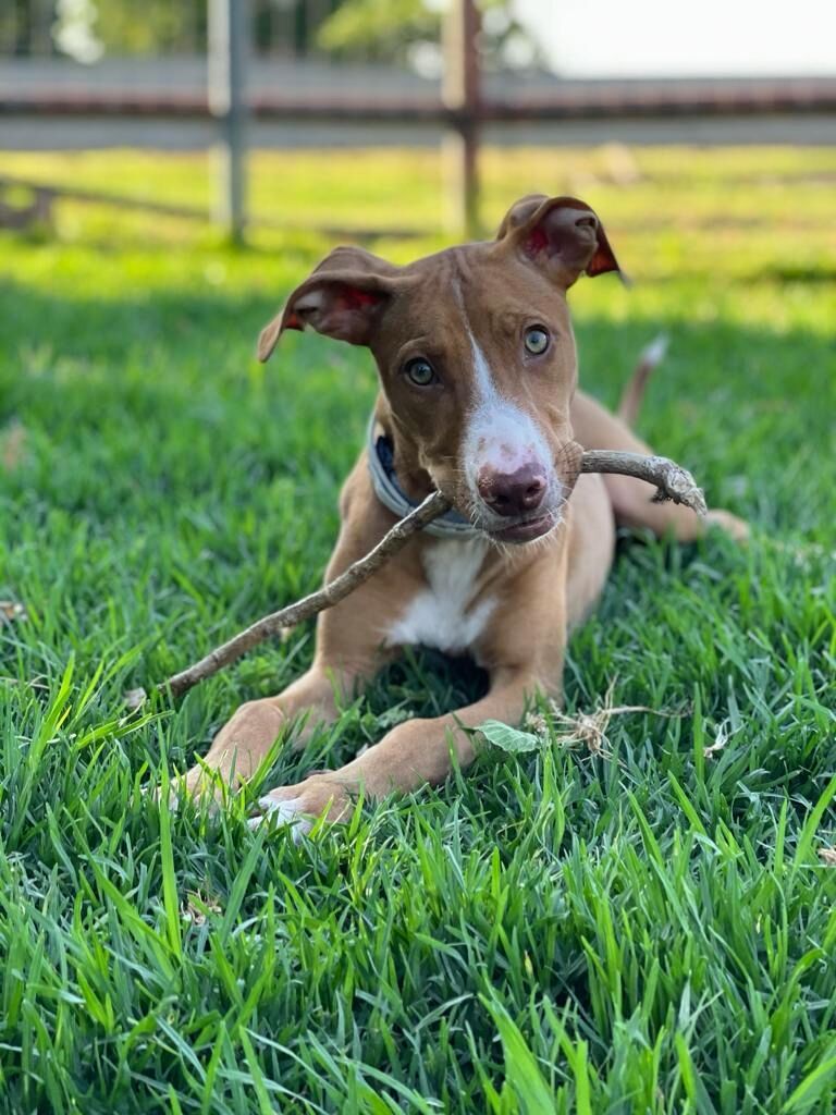 Imagen de Residencia Canina Mascotas Nazarenas