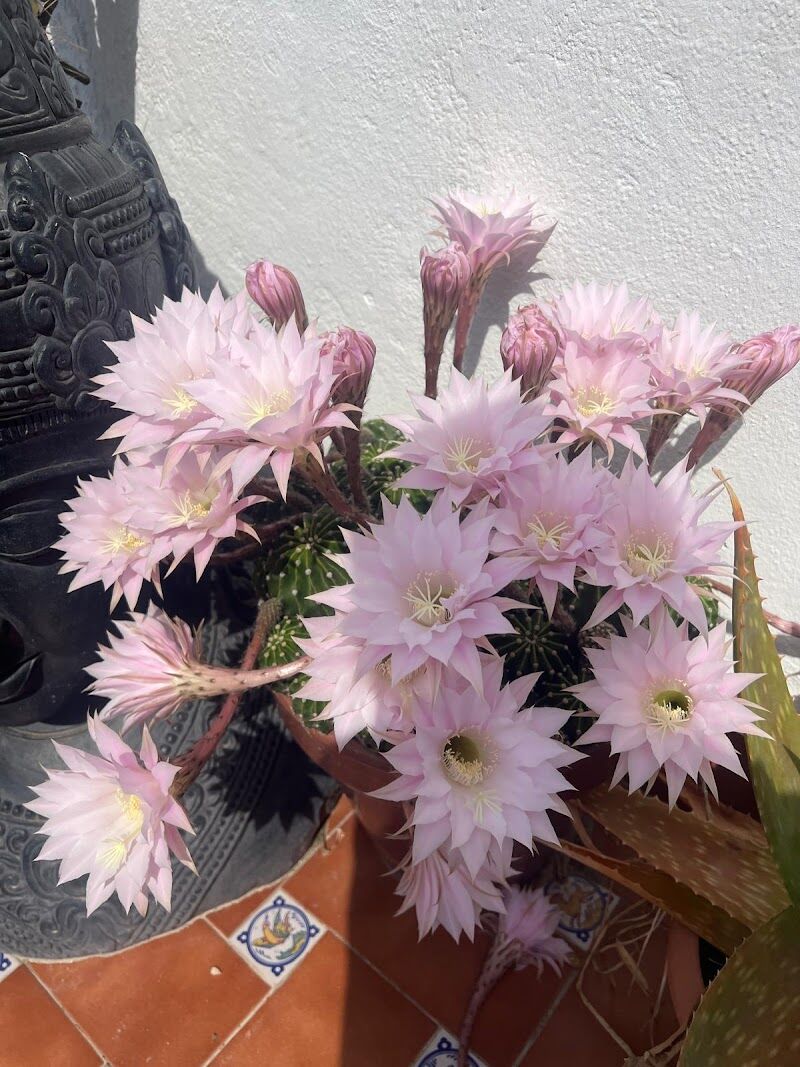 Imagen de Línea Natural