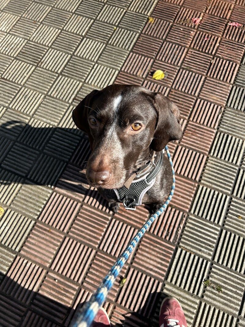 Imagen de negocio en Paseo de perros en Sevilla