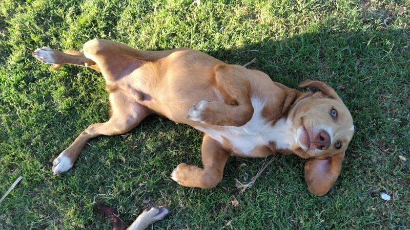 Imagen de Clinica Veterinaria los Palacios