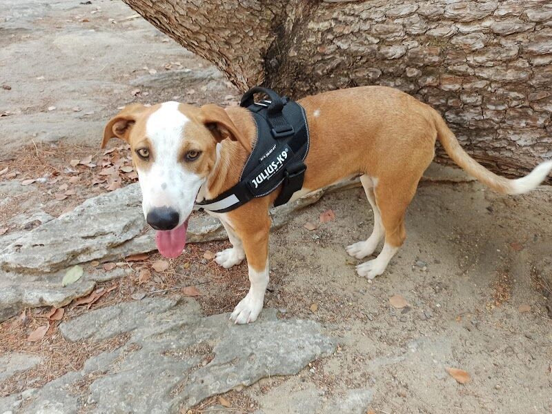 Imagen de Clinica Veterinaria los Palacios